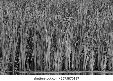 Cattails create patterns along a DesPlaines River backwater area at Kerry Seridan Grove at McKinley Woods Forest Preserve in Will County, Illinois