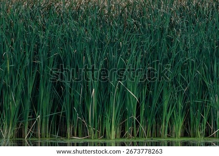 Cattails create patterns along a DesPlaines River backwater area at Kerry Seridan Grove at McKinley Woods Forest Preserve in Will County, Illinois