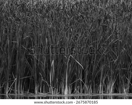 Cattails create patterns along a DesPlaines River backwater area at Kerry Seridan Grove at McKinley Woods Forest Preserve in Will County, Illinois