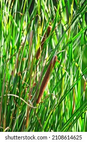 Cattails At The Earl Burns Miller Japanese Garden On The California State University Long Beach Campus