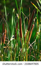 Cattails At The Earl Burns Miller Japanese Garden On The California State University Long Beach Campus