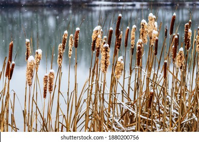 Cattails and falling snow, Big Ditch Lake, Cowen, Webster County, West Virginia, USA