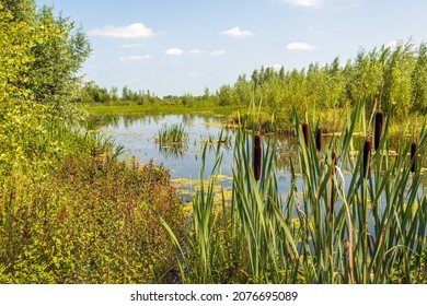 Cattails in the foreground of a creek in the Dutch National Park Biesbosch near the village of Werkendam, province of North Brabant. It is a sunny day in summer with an almost cloudless blue sky.