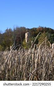 Cattails In Nature Preserve Wetlands In Warsaw Indiana.