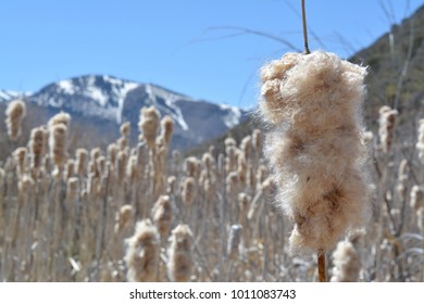 Cattails In Park City, UT