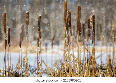 Cattails in a pond in winter
