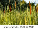 Cattails (Typha), cattail family (Typhaceae) within the order Poales in the Dachauer Moos in Bavaria, Germany. They are aquatic and marsh plants that thrive in wetlands