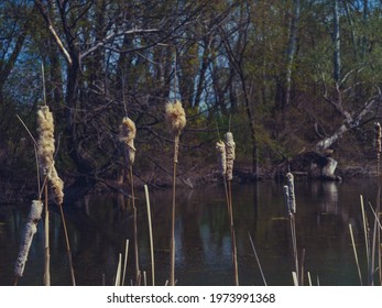 Cattails In A Waterway At Belle Isle Park Michigan