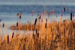 Cattails In Wetlands Area At Spring During Sunset