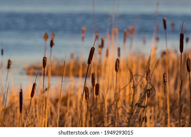 Cattails in wetlands area at spring during sunset