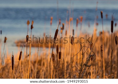 Cattails in wetlands area at spring during sunset Сток-фото © 