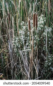 Cattails and white aster wildflowers growing at Heritage Park in Taylors Falls, Minnesota in the fall.