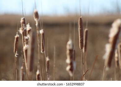 Cattails In The Winter At Blackwater National Wildlife Refuge