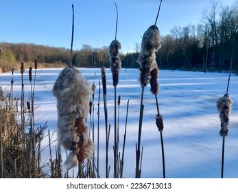 Cattails in winter over a frozen pond