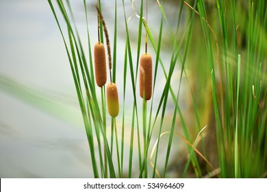 Cattails/bulrush beside river. It has another vivid name: corn dog grass.