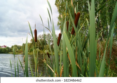 Cattail(Typha latifolia, Common Bulrush) against a cloudy sky, pond and trees.