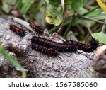 Catterpillars of California Pipevine Swallowtail, Battus philenor subsp. hirsuta, Rare California native butterfly, caterpillars black with fleshy protrusions and red spot