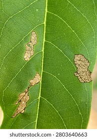 Catterpillars damage tends to look irregular, as if someone took random bites out of the leaf