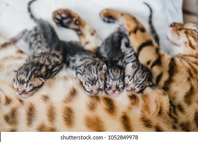 Cattery Of Bengal Cat This His Kitten