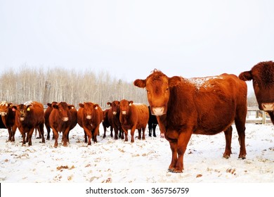 Cattle