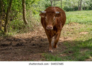 cattle