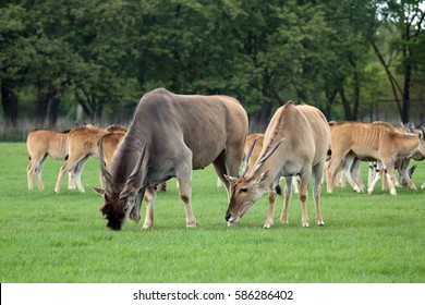 cattle