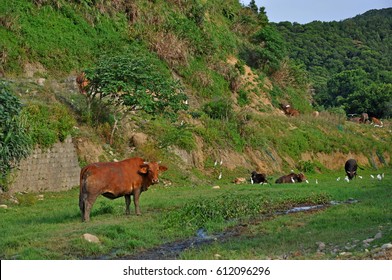 Cattle