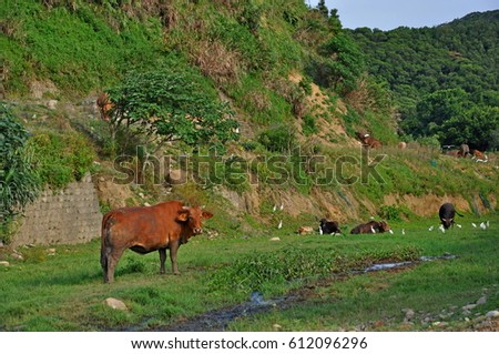 Cattle