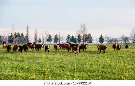 2,818 Buenos aires countryside Images, Stock Photos & Vectors ...