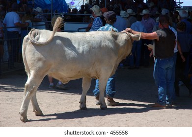 Cattle Auction