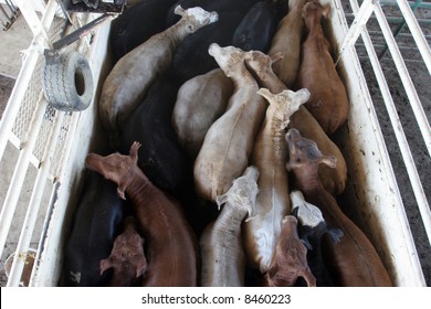 Cattle At A Cattle Auction