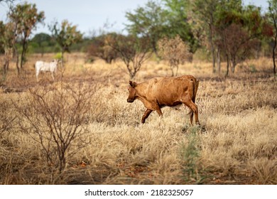 Cattle In The Australian Bush In The Northern Territory, Australia