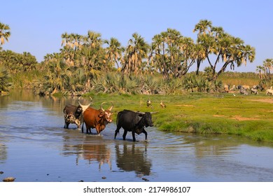 Cattle in Awash National Park, Ethiopia, Africa