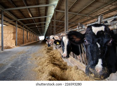 Livestock Auction Images Stock Photos Vectors Shutterstock