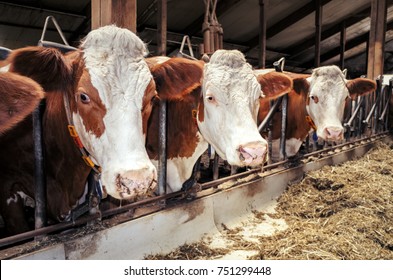 Cattle in the barn