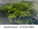 Cattle basin surface view full of algae plants. Region of La Vera, Caceres, Extremadura, Spain