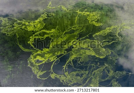 Cattle basin surface view full of algae plants. Region of La Vera, Caceres, Extremadura, Spain