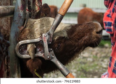 A Cattle Beast During The Process Of Dehorning By A Farmer On A Farm In The Wairarapa In New Zealand