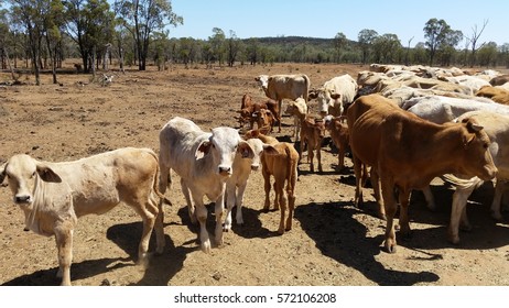 Cattle Been Fed During Drought