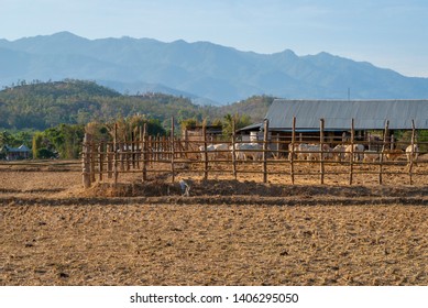 Cattle Behind The Enclosure In Dry Season, Pai, Thailand