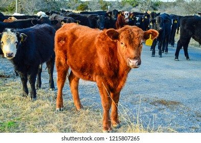 Cattle Blocking This Ranch Road In Central Texas Hill Country. Cattle Have The Right Of Way In 