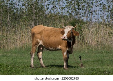 The Cattle (Bos Taurus) Graze On Pasture. 