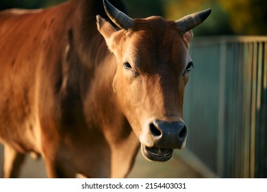 Cattle (Bos taurus) in Shing Mun Reservoir, Hong Kong at sunny day