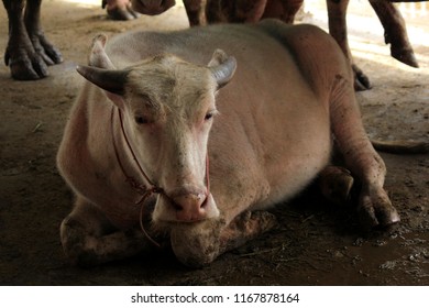 Cattle or buffalo raised for slaughter for processing into human food.
