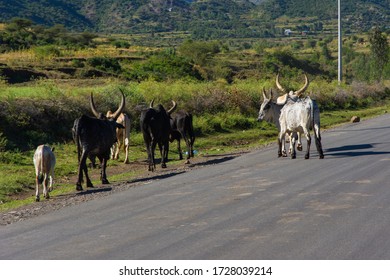 29 Ethiopian camel farm Images, Stock Photos & Vectors | Shutterstock