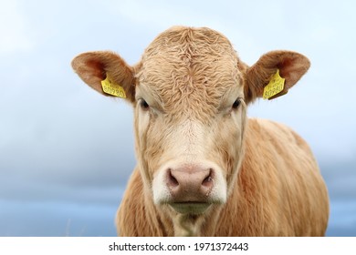 Cattle: Close-up Portrait Of Charolais Breed Bullock Against Backdrop Of Overcast Sky