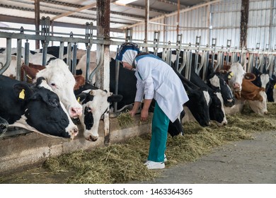 Cattle, cow animal farm veterinary. Agriculture industry, muslim lady veterinarian or doctor communicating with cows in cowshed on dairy farm, medical treatments.
 - Shutterstock ID 1463364365