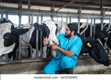 Cattle, Cow Animal Farm Veterinary. Agriculture Industry, Veterinarian Or Doctor Communicating With Cows In Cowshed On Dairy Farm, Medical Treatments.