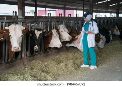 Cattle, Cow Animal Farm Veterinary. Agriculture Industry, Lady Veterinarian Or Doctor Communicating With Cows In Cowshed On Dairy Farm, Medical Treatments.