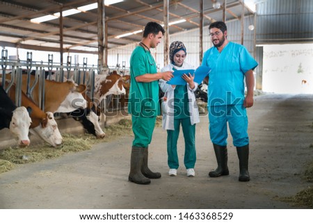 Cattle, cow animal farm veterinary. Agriculture industry, veterinarian or doctor communicating with cows in cowshed on dairy farm, medical treatments.